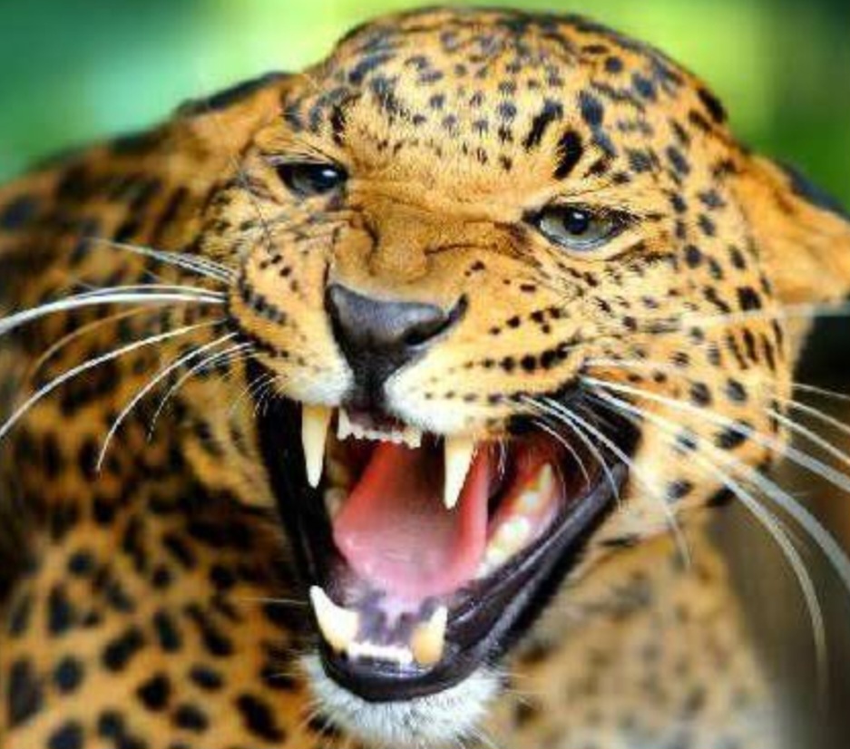 चार साल के मासूम पर गुलदार ने किया हमला