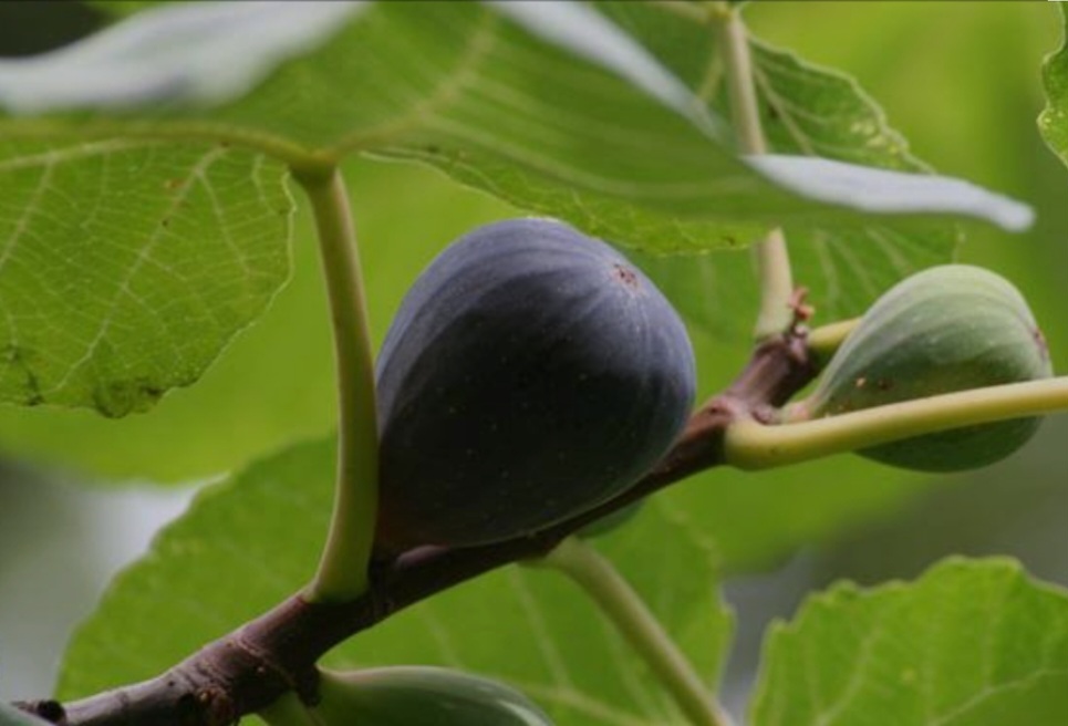 डीएम ने ली बेडू और पाइन प्रोजेक्ट की समीक्षा बैठक। खंड विकास अधिकारी तैयार करेंगे चीड़ के बीज और बेडू एकत्रित करने की योजना