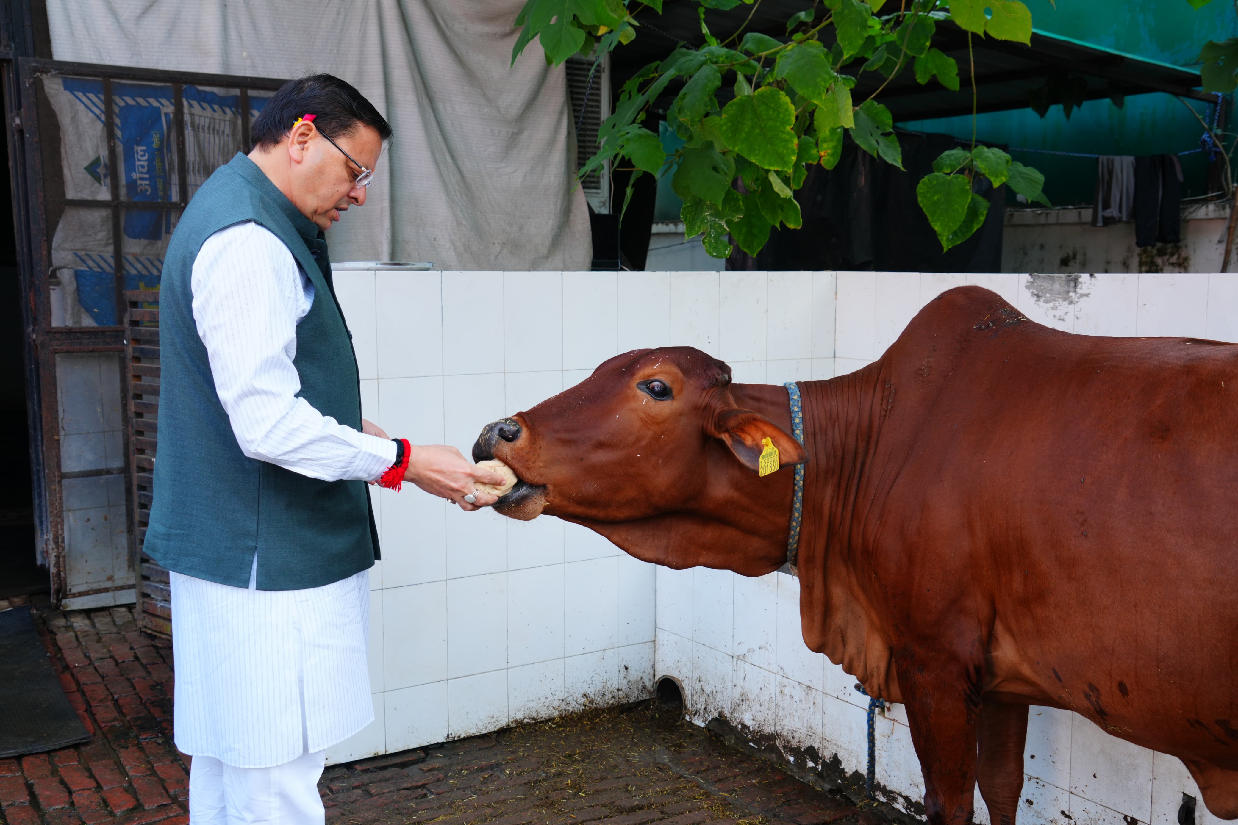 मुख्यमंत्री पुष्कर सिंह धामी ने बुधवार को मुख्यमंत्री आवास स्थित गौशाला में गोवर्धन पूजा के अवसर पर गौमाता की पूजा-अर्चना कर प्रदेश की खुशहाली, समृद्धि और जन कल्याण की कामना की।